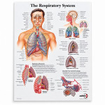 The Respiratory System Chart